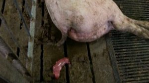 Свинья перехаживает ? мёртвые поросята, моцерация и упущенное время