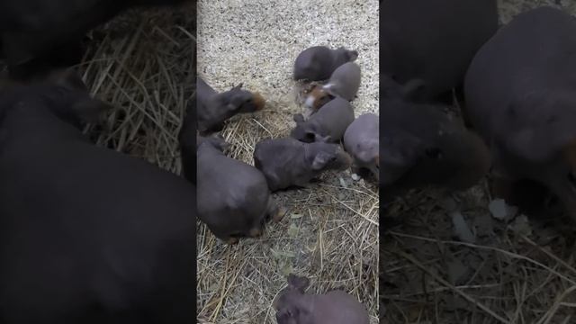 Морские свинки Скинни - "маленькие бегемотики" смотреть онлайн