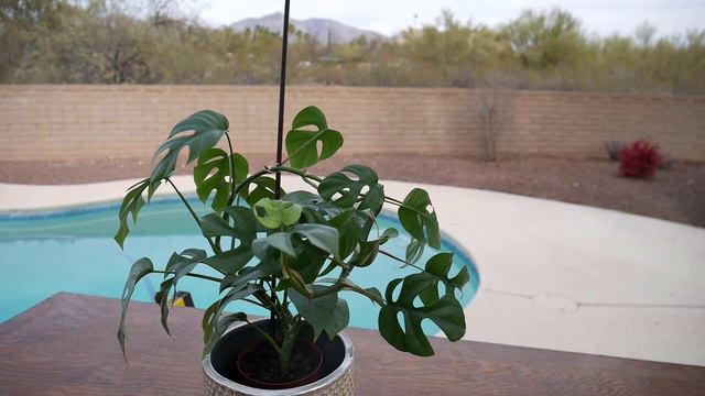 RAPHIDOPHORA TETRASPERMA CARE: HOW TO GROW MONSTERA MINIMA / JoyUsGarden смотреть онлайн