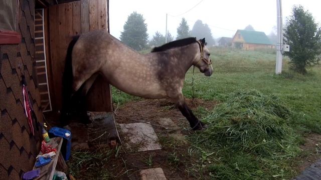 Лошадь тянется после сна. смотреть онлайн