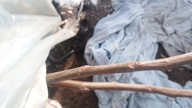 Зимовка инжира в открыто́м грунте и укрывного.Никополь.22.01.24 смотреть онлайн