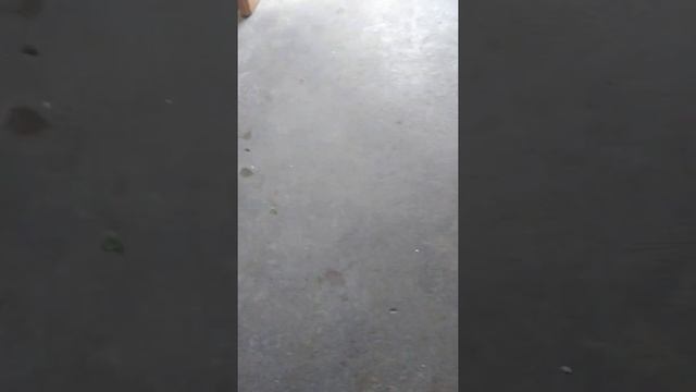 gato contra perro смотреть онлайн