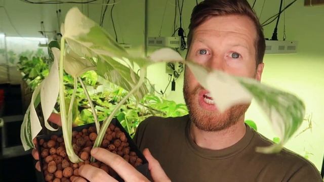 The Differences in Monstera Variegata - Albo, Thai Constellation, Aurea смотреть онлайн