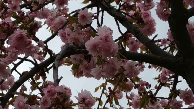 Footage ФУТАЖ 47 САКУРА (Sakura) смотреть онлайн