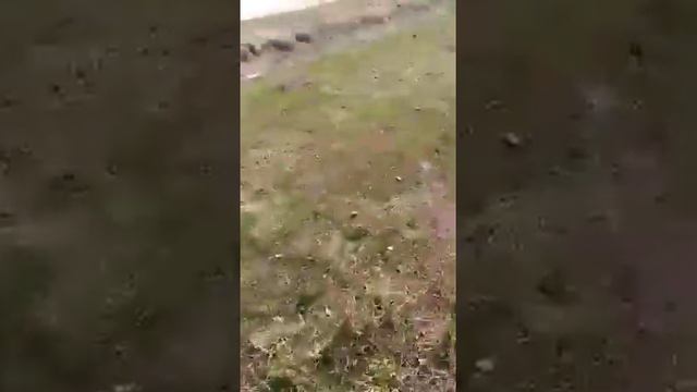 29.04.22. Сгорела деревня Суздалка. Доволенский р-н Новосибирской области. Вся Сибирь в огне. смотреть онлайн