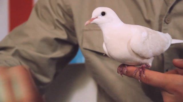 День рождения Стёпа 2 года смотреть онлайн