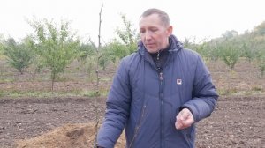 Нужно знать до посадки яблони, груши, вишни, сливы. Где сажать плодовые деревья.