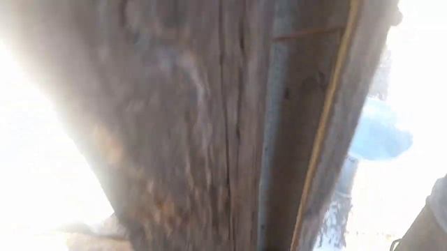 Свиньи пошли в росте и в весе. Подсадил маленьких свиней на БМВД смотреть онлайн