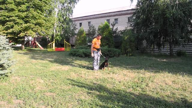 Ральф первые шаги обучение команде "ко мне,подход к хозяину. смотреть онлайн