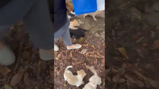 ?Крохи бездомные 12 хвостиков, очень нужна ваша помощь ? г. Минеральные Воды. Подробнее в описании смотреть онлайн