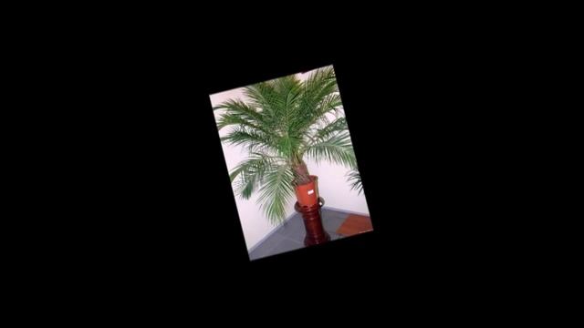 Как дома вырастить Финиковую пальму смотреть онлайн