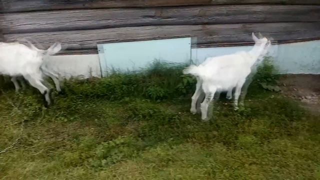 Сколько сена нужно козе на зиму смотреть онлайн