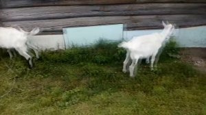 Сколько сена нужно козе на зиму