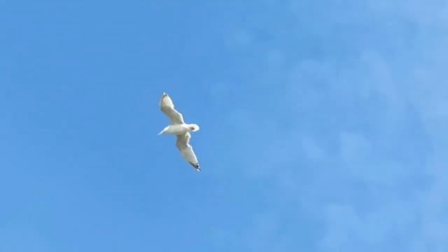 Необычайно красивая песня. Якутские песни. Егор и Гавриил Толбоновы "Көтүүй, ырыам" смотреть онлайн