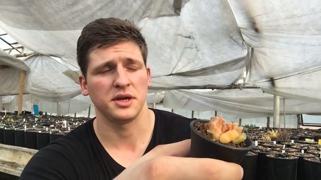 Пестролистные (вариегатные) суккуленты