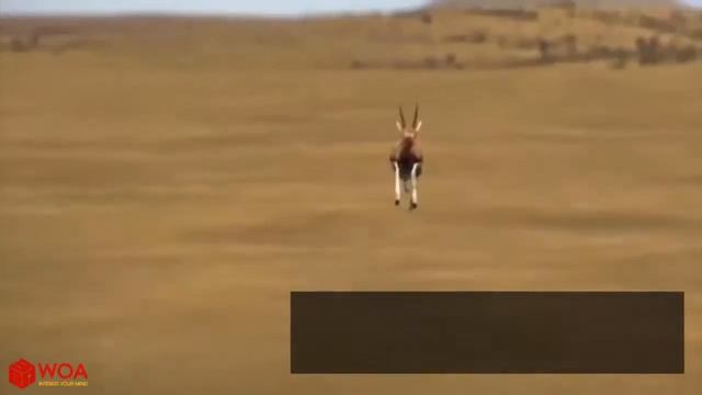 Гепард факты | объяснить способность очень быстро бегать гепарда