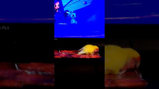 Попугай делает из себя павлина)))