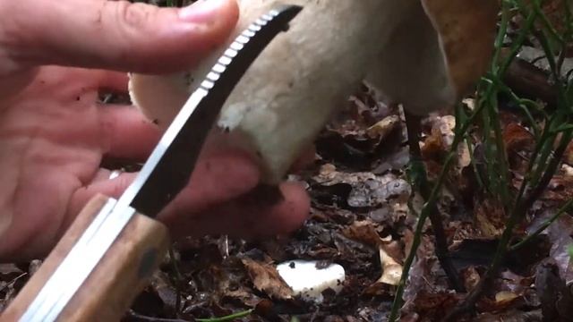 Boletus edulis / белый гриб / Porcini / cèpe de Bordeaux смотреть онлайн