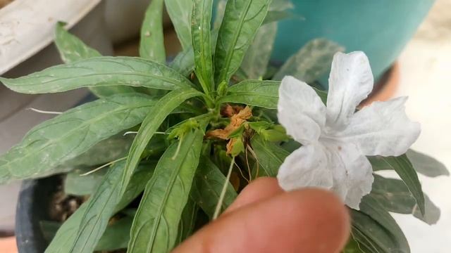 Summer plant(flower factory):Wild petunia/Ruellia tuberose/ruellia humillis/cracker plant care смотреть онлайн