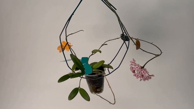 A Visit With Hoya lyi смотреть онлайн