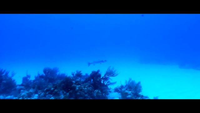 Nurkowanie Kuba Playa Larga смотреть онлайн