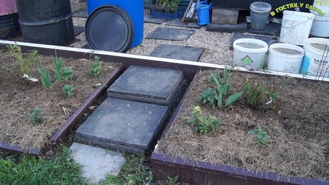 ВСЕ О ГОЛУБИКЕ, ЧЕРНИКЕ, БРУСНИКЕ, КЛЮКВЕ, ПОСАДКА, ПОЛИВ , УХОД, смотреть онлайн