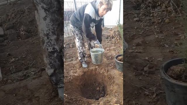 Когда можно сажать можжевельник скальный в Астрахани, Лучший способ посадки можжевельника скального смотреть онлайн