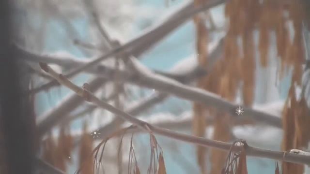 Синица за окном,морозным зимним днем смотреть онлайн