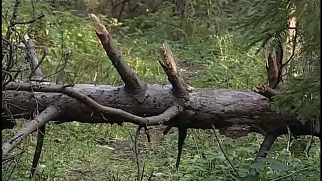 Опасности в природе. Сухостойный лес смотреть онлайн