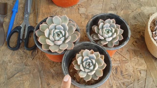 || xGRAPTOVERIA MARPIN || CARE TIPS смотреть онлайн