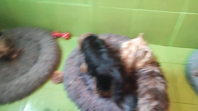 Продажа😃Питомник Йорк & Шпиц.Elite Pets,Крым, Евпатория 🌞Вопросы+79788972514 Доставка возможна 🥰 смотреть онлайн