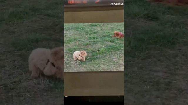 мальтипу Никки смотреть онлайн