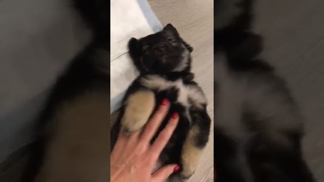 Щенок-девочка Чароки в дар! смотреть онлайн