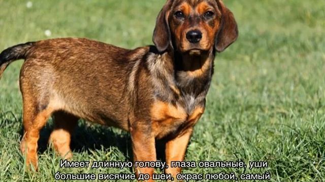 Гончая собака: виды охотничьих пород разных цветов смотреть онлайн