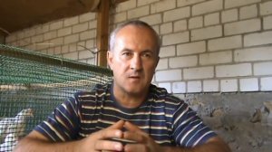 Бройлеры  сели  на  ноги . Помог  рыбий жир .