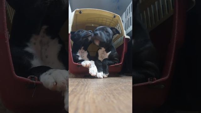 стаффордширские бультерьеры смотреть онлайн