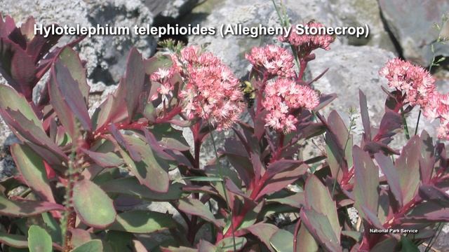 Sedums – Family Plot