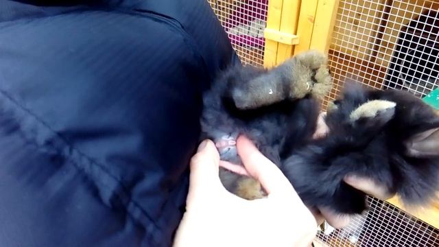 Как определить пол у кролика. Кролик кто ты? смотреть онлайн