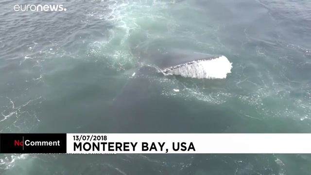 Горбатые киты удивили туристов смотреть онлайн