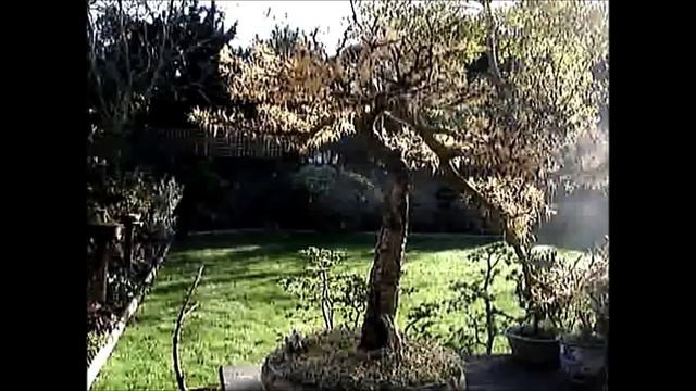 First Fall Autumn Colours of Bonsai Trees | mikbonsai смотреть онлайн
