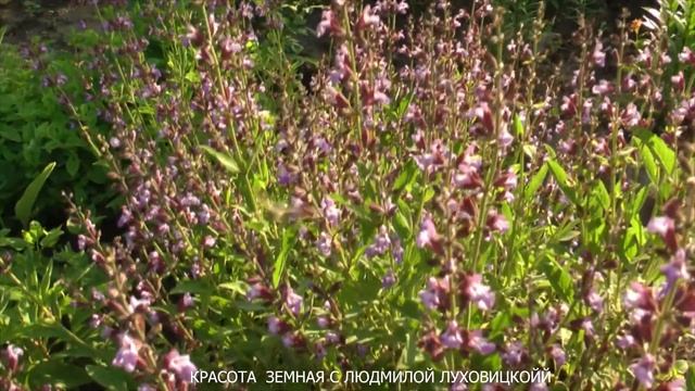 БАБОЧКА БРАЖНИК КАК КОЛИБРИ! смотреть онлайн