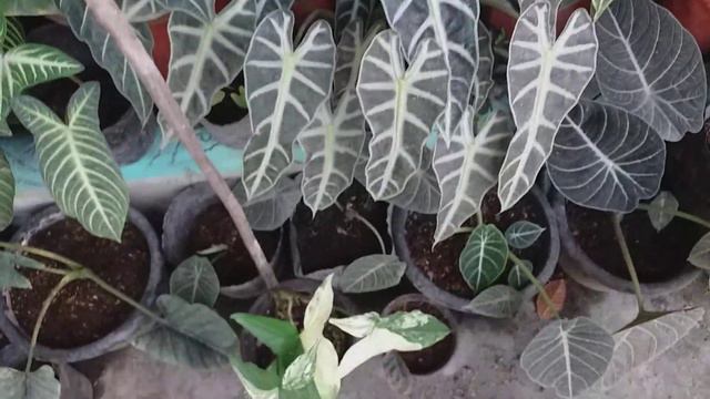 WOW!! MGA RARE NA BADYANG O ALOCASIA!!! ANG MALALAKI AT MAMAHALIN KONG HALAMAN SA BAHAY. смотреть онлайн