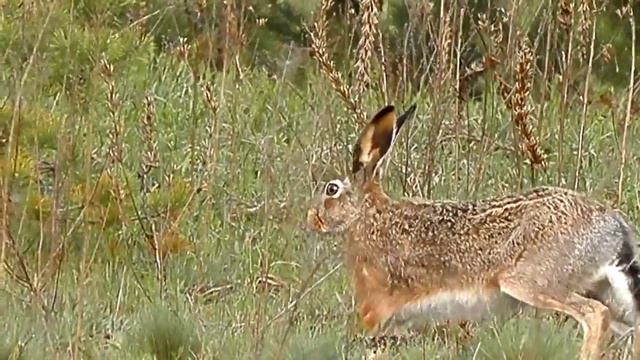 Заєць 5 смотреть онлайн