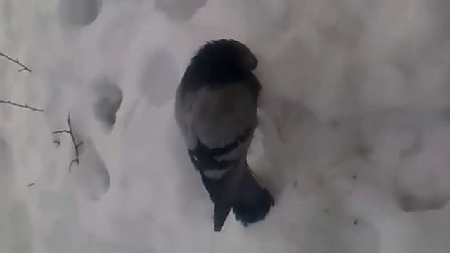 Голубь свернул шею! смотреть онлайн