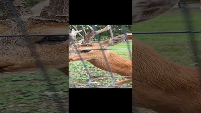 Сибирская косуля смотреть онлайн