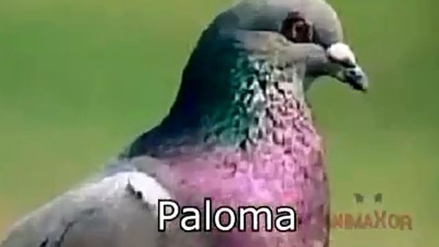 Jojo bizarre chileno смотреть онлайн