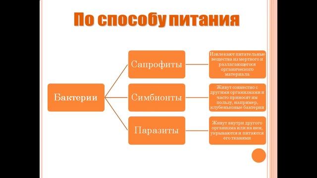 царство Бактерии смотреть онлайн