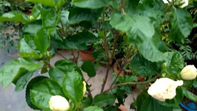 HIBISCUS PLANT (White Elephant Ear Flower) : A to Z in Hindi смотреть онлайн