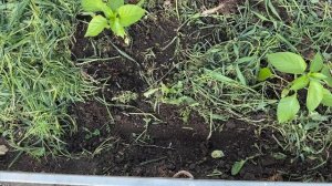 Совмещенные посадки - двойной урожай на одной грядке. Почему не получается вырастить вкусный салат