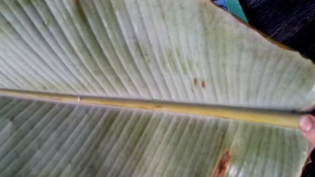 Больной,на карантин!!! смотреть онлайн